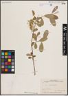 Foto von Salix excelsa S. G. Gmel.